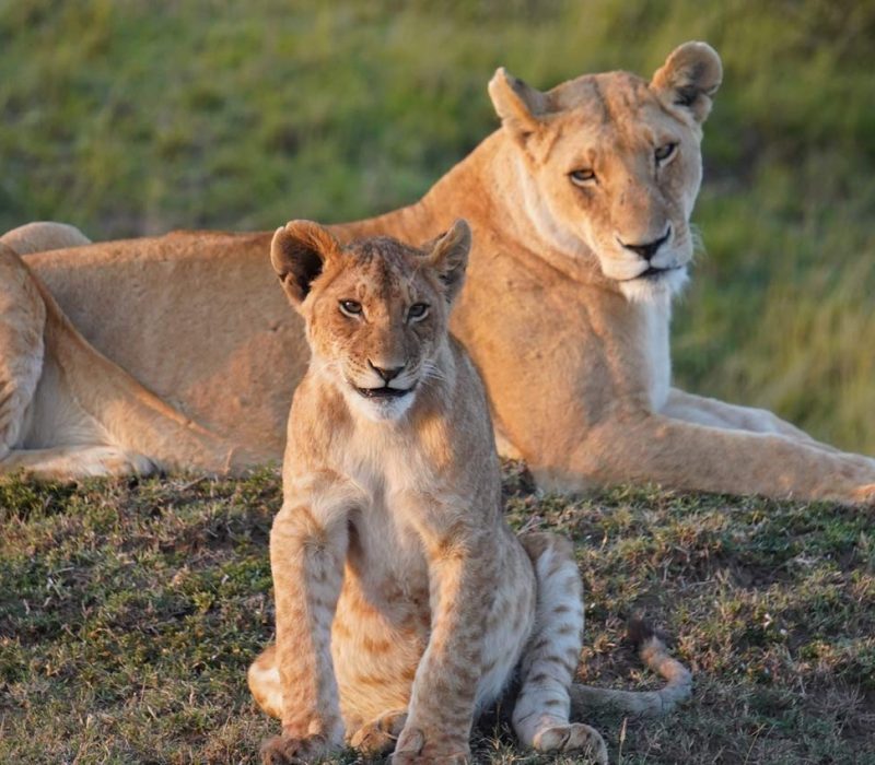wildlife safari