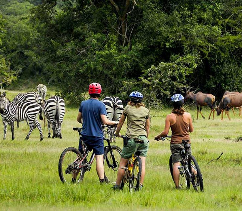 including zebra, impala, topi, eland, bush buck, buffalo, warthog, leopard, hyena and jackal.